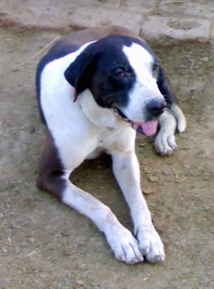 Front side view - A brown and white Pakistani Mastiff is laying in dirt and it is looking up and to the right. Its mouth is open and tongue is out. There is a brick ground surface behind it.