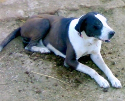 Side view - A brown and white Pakistani Mastiff is laying in a mound of cattle dung and it is looking to the right. Its mouth is slightly open and its eyes are closed.
