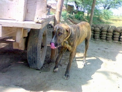Front side view - A brown brindle with white Pakistani Mastiff dog is standing on dirt in the shade of the wagon next to it. It is licking its nose.