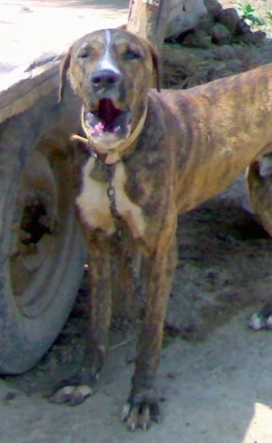 Front side view - A brown brindle with white Pakistani Mastiff dog is standing next to a wagon wheel barking.