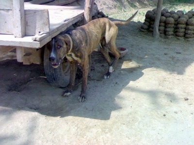 A brown brindle with white Pakistani Mastiff is standing in dirt and under the tire well of a wagon to get into the shade. Its mouth is open and its back right paw is in the air.