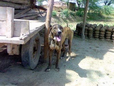 A brown brindle with white Pakistani Mastiff dog is standing on dirt next to a wooden flat-bed trailer and it is looking forward. its mouth is open and tongue is out.