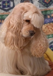 Close Up - A nicely groomed cream American Cocker Spaniel is sitting on a bed