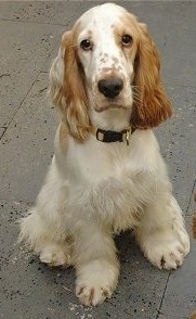 A white with tan ticked English Cocker Spaniel is sitting on a tiled floor and looking up at the camera holder