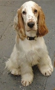 english cocker spaniel types