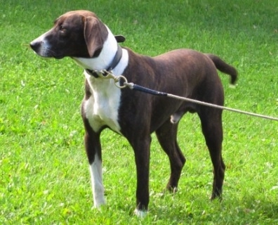 Canadian Cur standing outside in grass and looking to the left