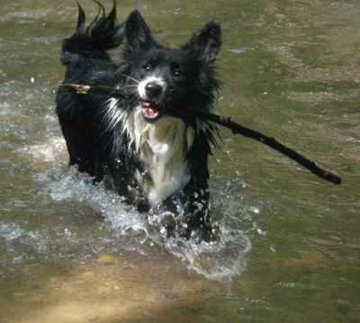Dyson the fluffy Cardigan Corgi is walking in a body of water with a stick in its mouth