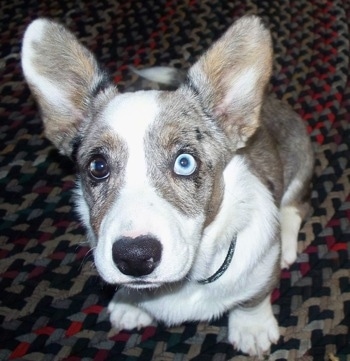 Close Up - Scout the Cardigan Welsh Corgi is sitting on a carpet and looking at the camera holder