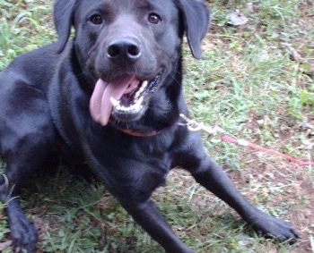 labrador chow chow