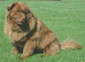 chow chow and labrador