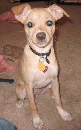 Attalyn the Cheagle sitting on a carpet and looking at the camera holder with several dog toys behind her