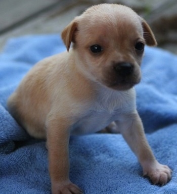 Close Up - Attalyn the Cheagle as a puppy sitting on a bright blue blanket