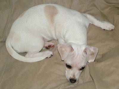 Olivia the Cheagle with her head resting on a bed and looking forward