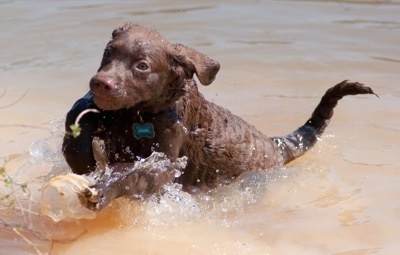 Drake the Chesapeake Bay Retriever is running through cloudy water with something in his mouth