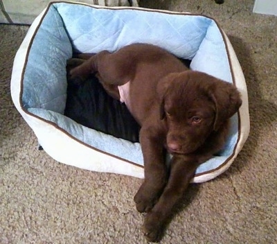 Drake the Chesapeake Bay Retriever puppy is laying on a dog bed in a house
