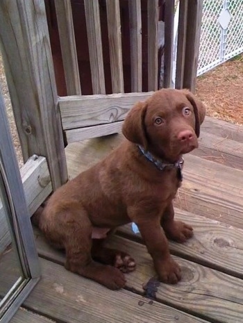Drake the Chesapeake Bay Retriever is sitting on a wooden deck in front of a door