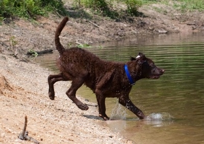 Drake the Chesapeake Bay Retriever is running into a body of water