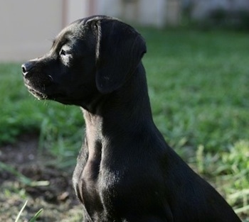 Close Up - Daisy Mae the black Chi-Spaniel Puppy sitting outside and looking to the left