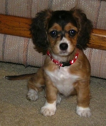 Zoey the Chi-Spaniel puppy wearing a red collar sitting in front of a tan couch and sitting on a tan carpet