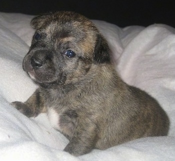 Close Up - Novo the brown brindle Chi Staffy Bull puppy sitting on a white blanket and looking towards the camera holder