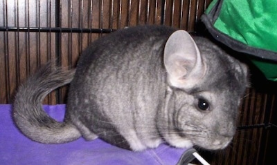 dark grey chinchilla