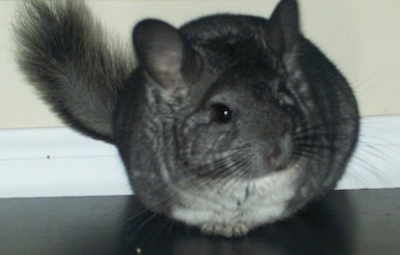 dark grey chinchilla