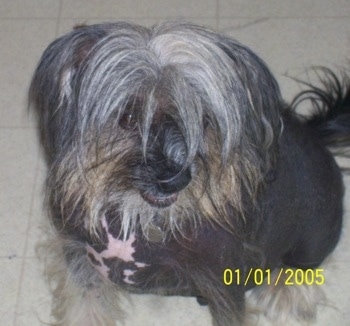 Joey the Chinese Crested hairless dog is sitting on a white tiled floor and his hair is covering one of his eyes