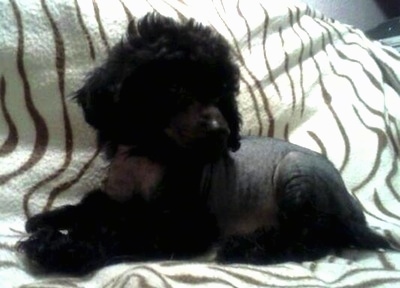 Vernon the Chinese Crestepoo Puppy is laying on a Zebra print blanket and looking to the right