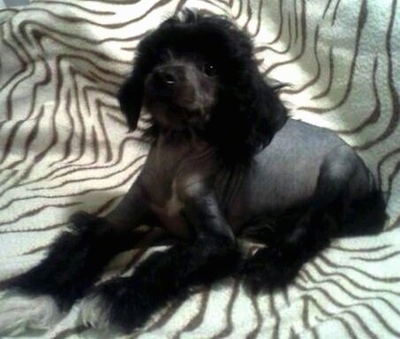 Vernon the Chinese Crestepoo Puppy is laying on a Zebra print blanket and looking up