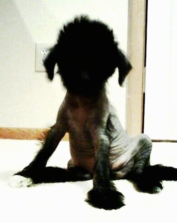 Vixen the Chinese Crestepoo Puppy is sitting on a surface in a house. The picture is overexposed