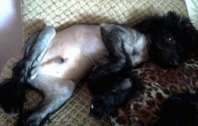 Vernon the Chinese Crestepoo puppy is laying belly-up on a cheetah print pillow on a couch