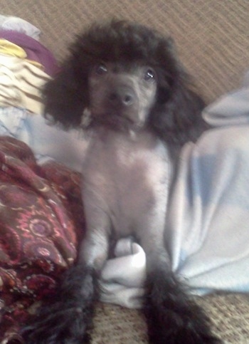 Vernon the Chinese Crestepoo puppy is laying on a blanket on a couch and looking towards a camera holder