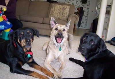 Three dogs are laying huddled around each other in a living room on top of tan carpet with a tan couch behind them. There is a Rottweiler to the left. A black Labrottie to the right. In the middle is a tan with black Chow Shepherd, its mouth is wide open. It looks like it is smiling. There is a baby toy to the left of the dogs.