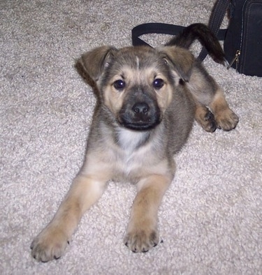 chow chow shepherd mix puppy