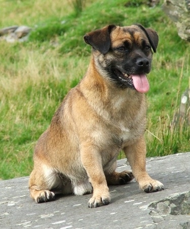 Benji the tan and black Chug is sitting on a very large rock. His mouth is open and its tongue is out