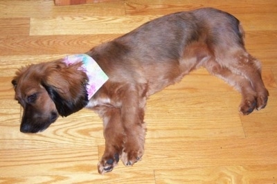 Hannah the Cock-A-Tzu is laying on a hardwood floor with a light pastel shaded bandana around her neck