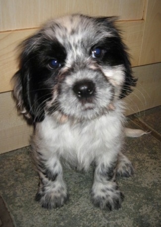 Close Up - Pippin the Cock-a-Tzu puppy is sitting on a green tiled floor in front of a wooden cabinet and looking slightly to the right