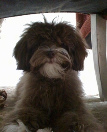 Snickers the Cock-a-Tzu is laying on a carpet under a chair and looking at the camera holder