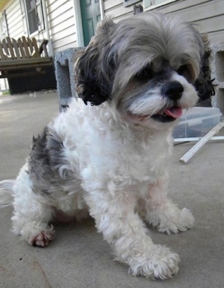 Close Up - Mimi the Cock-A-Tzu is sitting on a concrete porch with a wooden porch swing glider in the background