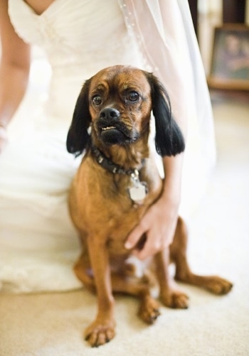 Quinn the Cocker Griffon is sittting next to a lady in a wedding dress