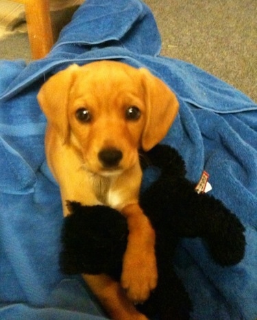 Buddy the Cocker Jack Puppy is laying in a blue towel with a plush toy of a cat in his front paws and looking up at the camera holder