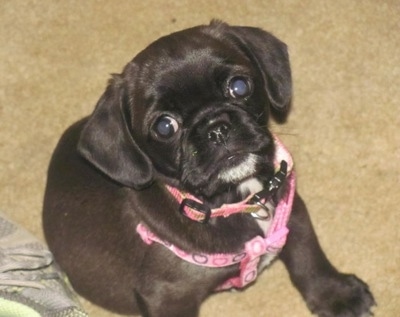Bindi the Cocker Pug puppy is wearing a pink harness sitting on a carpeted floor and looking up at the camera holder
