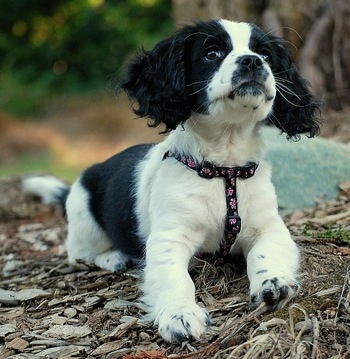 Luna the black and white Cockinese is wearing a black with pink flowered harness while laying on wood chips outside and looking up