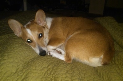 Winston the Cojack is laying down curled in a ball on a human's olive green bed and looking at the camera holder