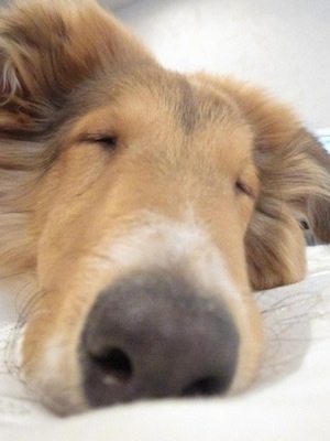 Close Up head shot with the focal point on the nose - Strider the Rough Collie is sleeping on a white blanket