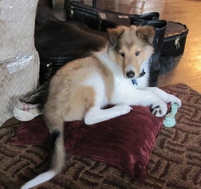 Strider the Rough Collie as a puppy is laying on a maroon pillow in front of two guitar cases and a couch