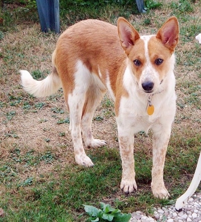 Lilly the Corgi Cattle Dog is standing on grass in front of a green chair and looking toward the camera holder