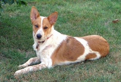 Lilly the Corgi Cattle Dog is laying outside in grass and looking at the camera holder