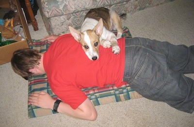 Laika the Corgi Cattle Dog is laying on top of a man's back who is laying face down on the floor on a green, red and tan plaid dog bed
