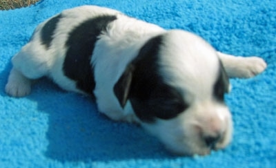 Newborn Corgipoo puppy is laying on a blue towel and its front paw is stretched out to the side of it